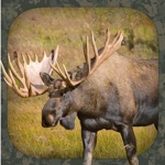 Download Moose Hunting Calls app