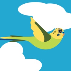 Activities of Fly Budgie