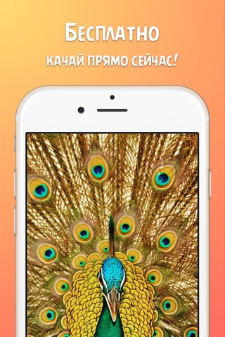 Обои для iPhone - темы для айфона, прикольные картинки и заставки на экран screenshot 4