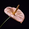 Anthurium Wallpapers HD: Quotes Backgrounds with Art Pictures