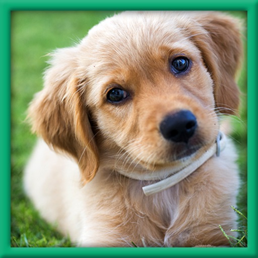 Real Cute Puppy Dog Simulation iOS App