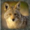 9 Perfect Coyote Calls and calling instructions in your pocket always with you