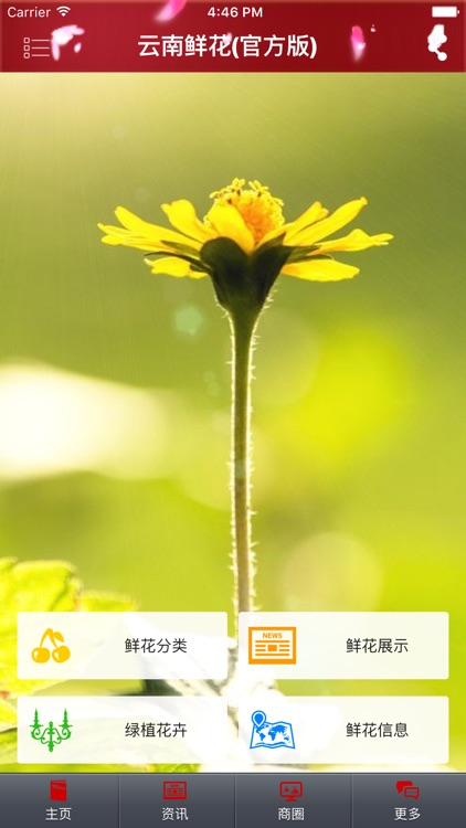 云南鲜花(官方版)