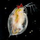 MIZINCO GIRL: POWERS OF DAPHNIA