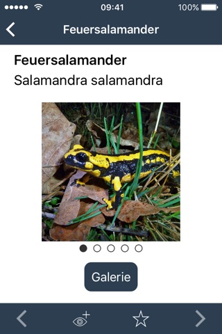 Feuersalamander in Hessen melden! screenshot 2