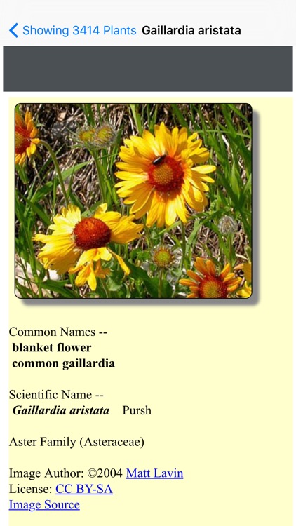 Connecticut Wildflowers