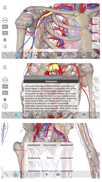 3D Organon Anatomy - Heart, Arteries, and Veins