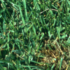 Turf MD - American Phytopathological Society