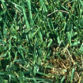 App icon for Turf MD by American Phytopathological Society