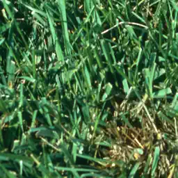 Turf MD app icon