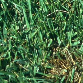 螢幕擷取畫面 (5) Turf MD