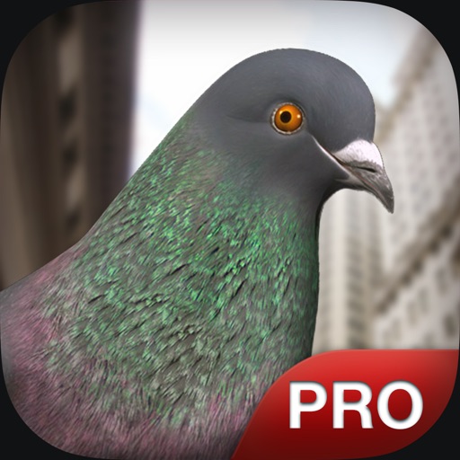 Pigeon Simulator Pro Icon