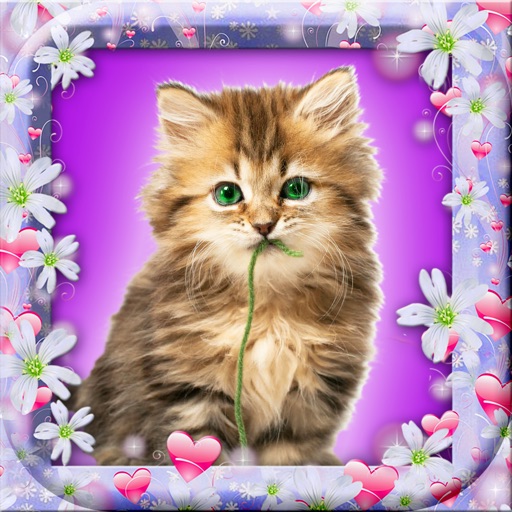 Pretty Kitten Wallpaper – Cute Baby Pet Lock Screen Theme & Adorable