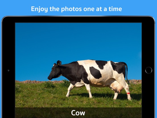 Photo album creator iPad screenshot
