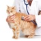 This is the all-inclusive App to Self Learn Veterinary