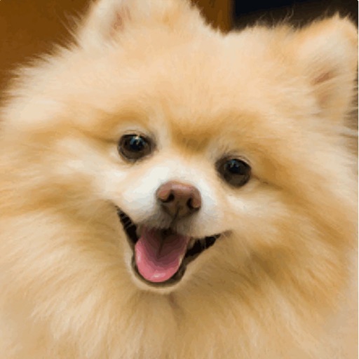 Pomeranian Wallpaper HD icon