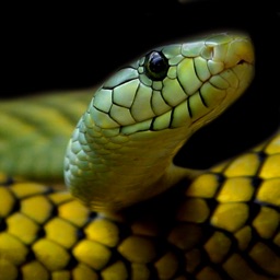 Snake Wallpaper