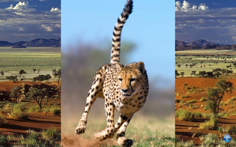 African Animals thumbnail 4