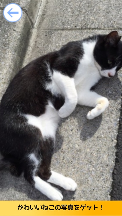 神経衰弱-リアルねこ編! screenshot-4