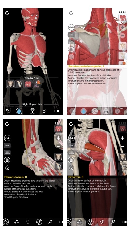 3D Organon Anatomy - Muscles, Skeleton, and Ligaments