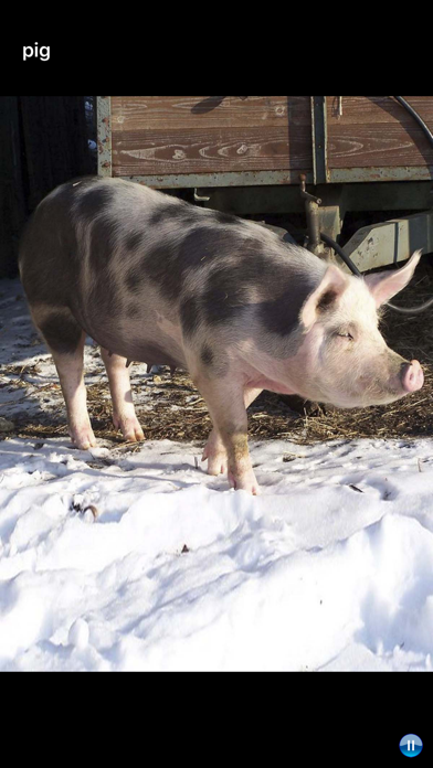 Sounds of Farm Animals Screenshot