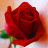 no app image