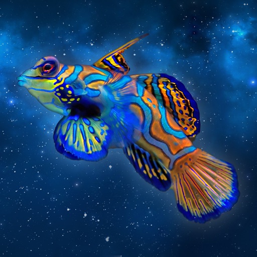 Mandarinfish