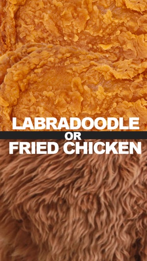 Lab Or Fried Chicken