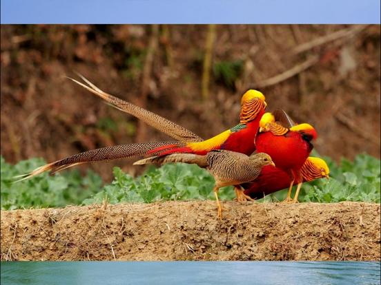 Screenshot #5 pour Animaux Chine