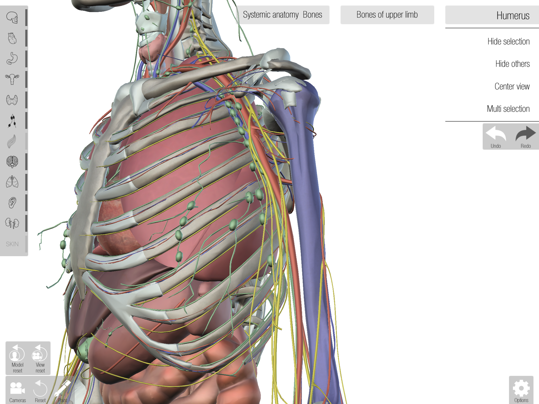 Human Anatomed