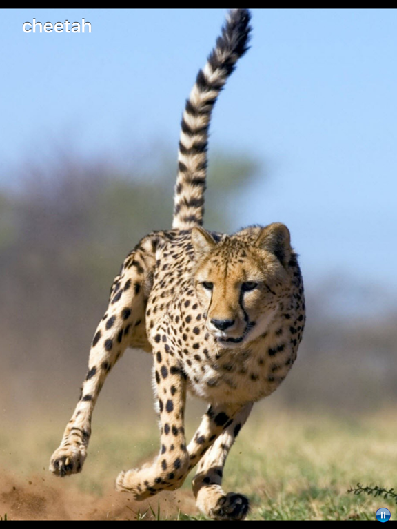 Screenshot #6 pour African Animals