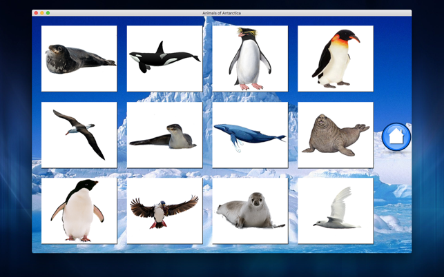 Animals of Antarctica(圖2)-速報App