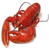 Maine Lobster Shacks - iPadアプリ