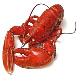 Download Maine Lobster Shacks app