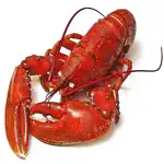 Maine Lobster Shacks App Negative Reviews