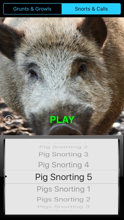 Wild Hog Soundboard - Grunts, Calls, Groans & More