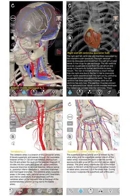 Game screenshot 3D Organon Anatomy - Heart, Arteries, and Veins mod apk