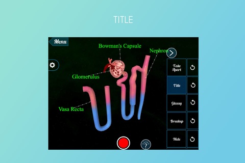 Nephron and VasaRecta 3D screenshot 2