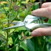 Pruning 101: How to Prune Guide and Tutorials