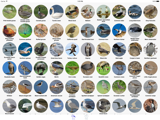 Screenshot #4 pour Wiki Bird: Bird sounds, identification, calls USA of North America free