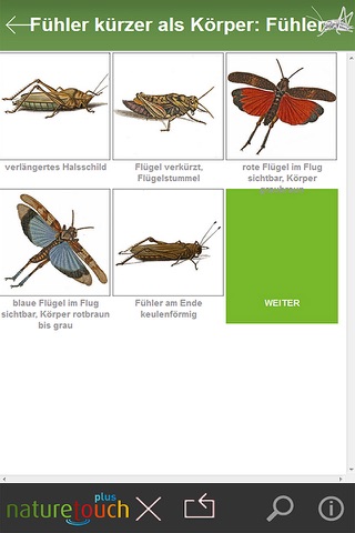 Heuschrecken bestimmen screenshot 2