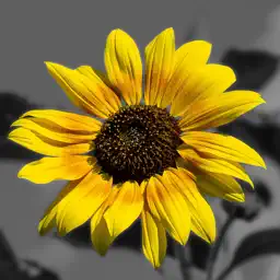Splash of Color - Black & White Photo Grayscale Effect Editor for Instagram app icon