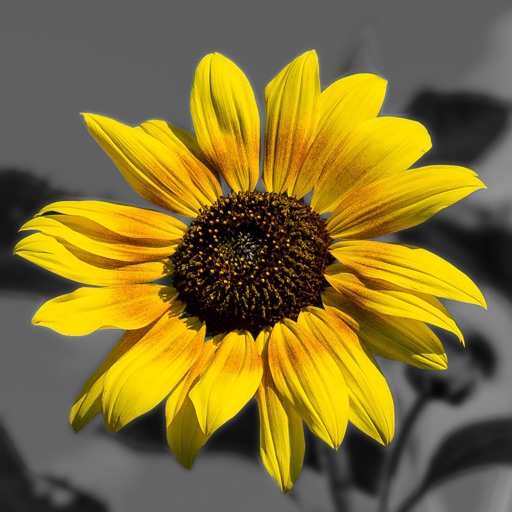 Splash of Color – Editeur de photo en noire et blanc pour Instagram