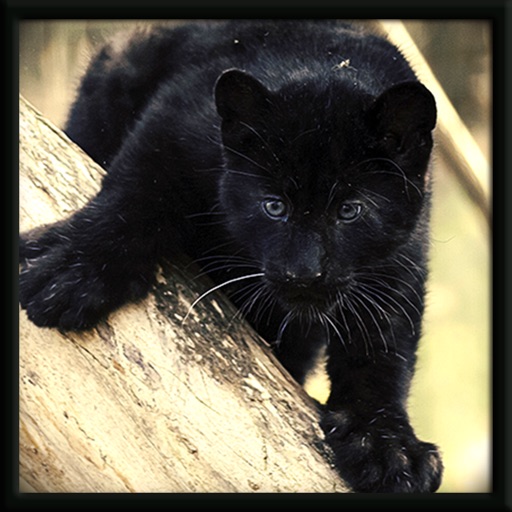 Real Panther Cub Simulator icon