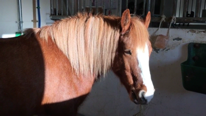 Happy Pony for iPhone by Horse Readerのおすすめ画像4