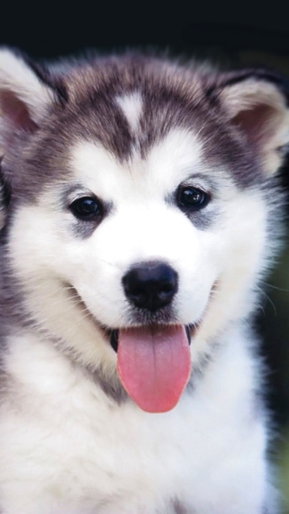 Husky Wallpaper HD