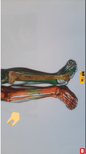 Ankle(圖2)-速報App