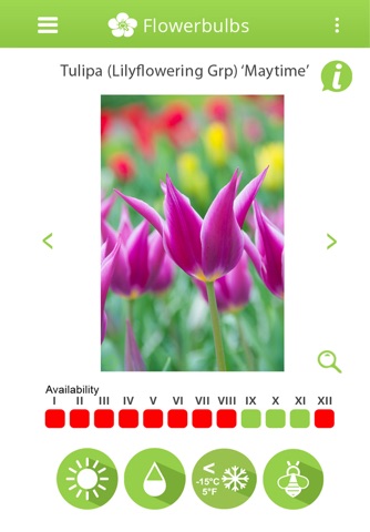 Info-Flowerbulbs screenshot 4