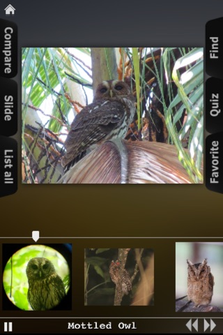 Owls Encyclopedia! screenshot 3