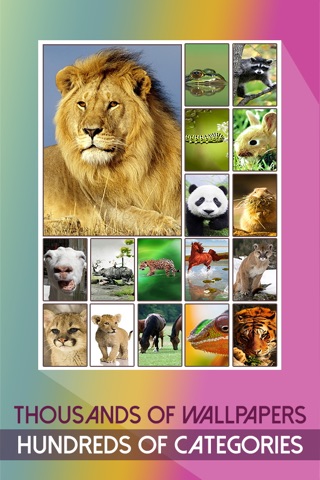 Cute Pet Wallpapers & Unlimited Animal Backgrounds Collection HD - Animal Print Skins screenshot 3